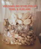 VERZAMELING SCHELPEN UIT TEXEL & VLIELAND, Ophalen of Verzenden, Zo goed als nieuw, Knutselwerk