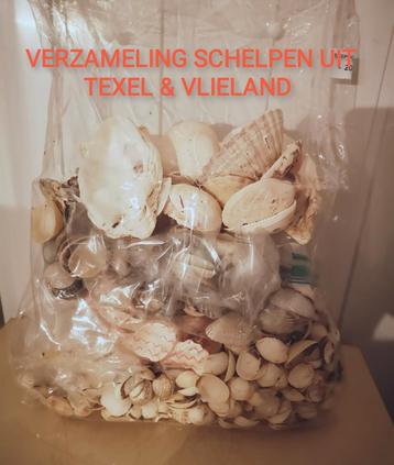 VERZAMELING SCHELPEN UIT TEXEL & VLIELAND 