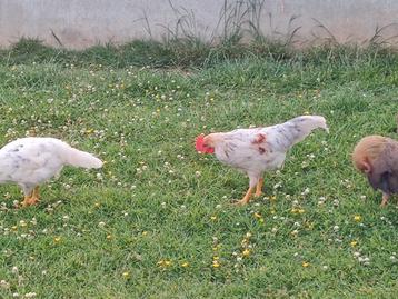 Leghorn haantjes beschikbaar voor biedingen