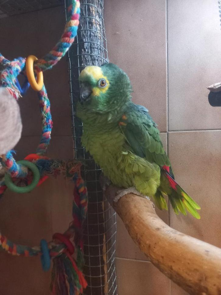 male amazone front bleu, Animaux & Accessoires, Oiseaux | Perruches & Perroquets, Femelle, Bagué