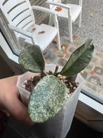 Hoya nova ghost, Huis en Inrichting, Ophalen of Verzenden