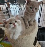 3 prachtige britse korthaar kittens, Dieren en Toebehoren, 0 tot 2 jaar