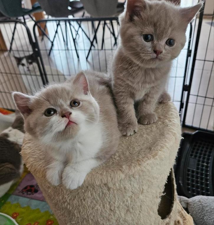 3 prachtige britse korthaar kittens, Dieren en Toebehoren, Katten en Kittens | Dekkaters, 0 tot 2 jaar