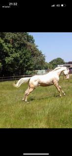Cremello hengst paint, Dieren en Toebehoren, Paarden, Hengst