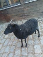 Schapen  quessant ooi 3jaar supergoede  moeder.100eu.tel 048, Animaux & Accessoires, Moutons, Chèvres & Cochons