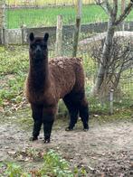 Jonge hengst Alpaca te koop, Juin, Mâle