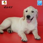 Labrador - Belgische pups te koop, Dieren en Toebehoren, Honden | Retrievers, Spaniëls en Waterhonden, België, 15 weken tot 1 jaar