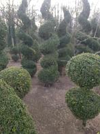 Buxus, Enlèvement ou Envoi, Buis