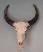 Schedel waterbuffel, Collections, Collections Animaux, Crâne, Animal sauvage, Enlèvement, Utilisé