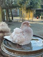 Jonge kleurpostduiven in verschillende kleuren, Dieren en Toebehoren, Vogels | Duiven, Meerdere dieren, Postduif