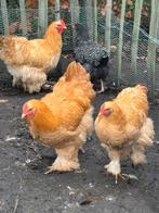 Cochin groothoender kleurslag buff, Dieren en Toebehoren, Pluimvee, Mannelijk, Kip