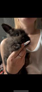 Konijn, Dieren en Toebehoren, Konijnen, Vrouwelijk, Klein, 0 tot 2 jaar