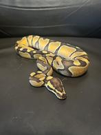Ball python, Dieren en Toebehoren, Slang, 0 tot 2 jaar