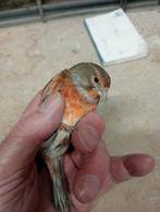 Mooie kruisers, Dieren en Toebehoren, Vogels | Overige Vogels