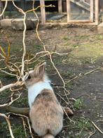 2 vrouwelijke dwergkonijnen prijs is voor allebei same, Dieren en Toebehoren, Konijnen, Klein