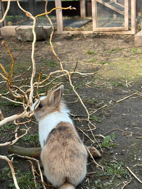2 vrouwelijke dwergkonijnen prijs is voor allebei same, Dieren en Toebehoren, Konijnen, Klein