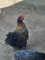 Peking kriel haan, Dieren en Toebehoren, Mannelijk, Kip