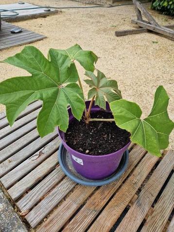 Tetrapanax papyrifera 10€ par pot, Enlèvement, Hiver, Plante fixe