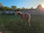 Quarter merrie van 18/02/25, Dieren en Toebehoren, Paarden, Merrie