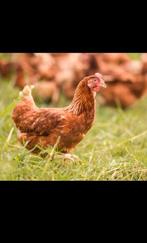 Jonge legkippen gezocht, Dieren en Toebehoren, Pluimvee