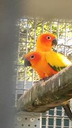 Koppel zonparkieten van 2014, Dieren en Toebehoren, Vogels | Parkieten en Papegaaien, Parkiet, Geringd