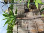 Prachtige agave attenuata binnen en buiten
Vanaf de lente bu, Huis en Inrichting, Kamerplanten, Ophalen