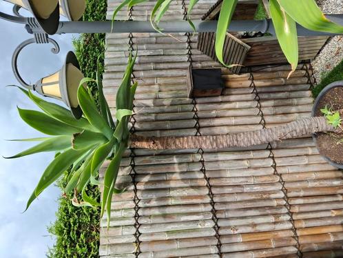 Prachtige agave attenuata binnen en buiten
Vanaf de lente bu, Huis en Inrichting, Kamerplanten, Ophalen