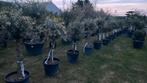 Olijfbomen olea europaea !, Tuin en Terras, Planten | Fruitbomen, Ophalen of Verzenden