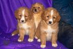 prachtige toller pups, beide ouders zijn hier aanwezig, Animaux & Accessoires, Chiens | Retrievers, Épagneuls & Chiens d'eau, Autres races