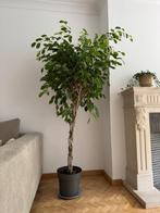 Mooie Ficus Benjamina 4X gevlochten 180cm groot, Ophalen, Ficus, Halfschaduw, In pot
