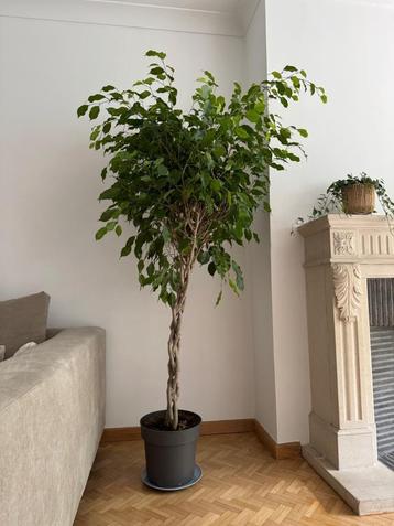 Mooie Ficus Benjamina 4X gevlochten 180cm groot beschikbaar voor biedingen