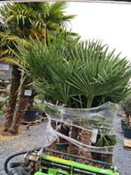 Nieuwe aanvoer winterharde palmbomen - Trachycarpus Fortunei, Tuin en Terras, Planten | Bomen, Ophalen