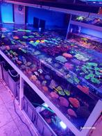 Zeeaquarium, Ophalen, Nieuw, Gevuld zeewateraquarium