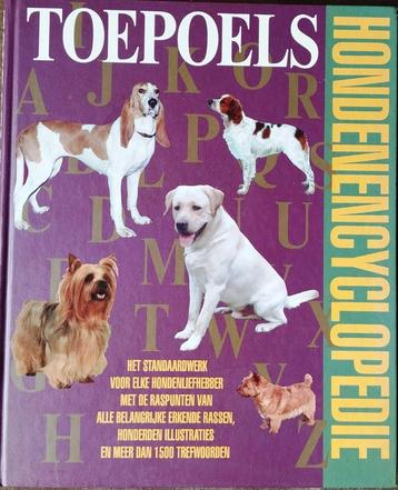 Honden x 4 beschikbaar voor biedingen