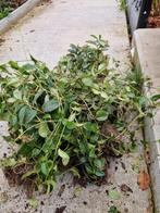 Maagdenpalm bodembedekker, Ophalen