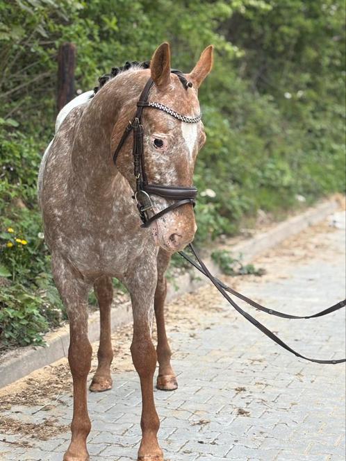 Super lieve appaloosa d pony eyecatcher, Dieren en Toebehoren, Pony's, Merrie, B, D pony (1.37m tot 1.48m), 3 tot 6 jaar, Gechipt