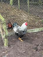 Groothoender wyandotte haan zwart wit, Dieren en Toebehoren