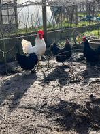 groenleggers en marans, Dieren en Toebehoren, Meerdere dieren, Kip
