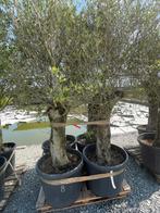 Lot van 4 olijfbomen (LOT 8), Tuin en Terras, Lente, 100 tot 250 cm, Olijfboom, Ophalen