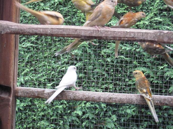 Perruches à dos rouge, Animaux & Accessoires, Oiseaux | Perruches & Perroquets, Perruche, Plusieurs animaux, Bagué