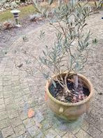 Gratis crèmekleurige klinkers voor rond terras, Jardin & Terrasse, Pavé & Dalles, Enlèvement, Utilisé, 10 m²² ou plus, Briques