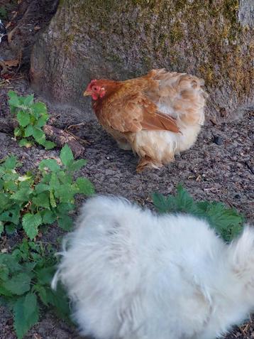 Heel schattig cochien criel kipje te koop  beschikbaar voor biedingen