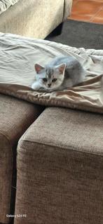 Britse korthaar Black silver, Dieren en Toebehoren, Meerdere dieren, Met stamboom, 0 tot 2 jaar