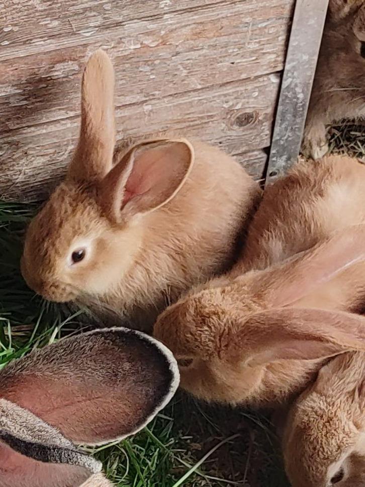 Vlaamse reus konijntjes 8 weken oud, Dieren en Toebehoren, Konijnen, Groot, Meerdere dieren, 0 tot 2 jaar