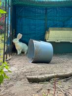 Jonge albino ram zoekt nieuwe thuis, Dieren en Toebehoren, Groot