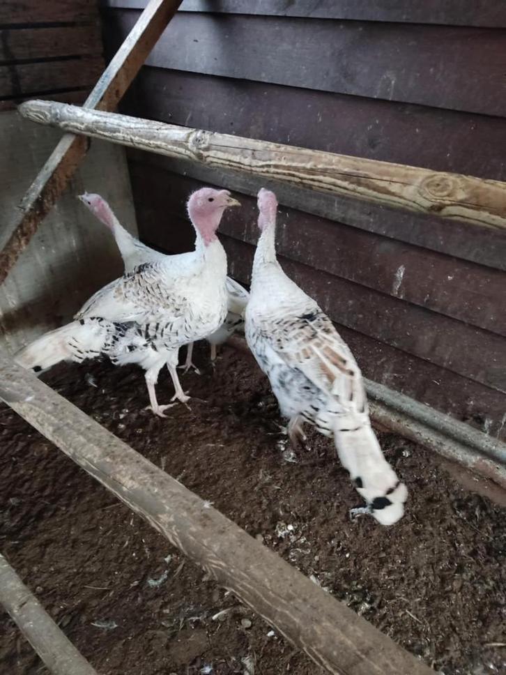 pluimvee, Dieren en Toebehoren, Pluimvee, Kalkoen