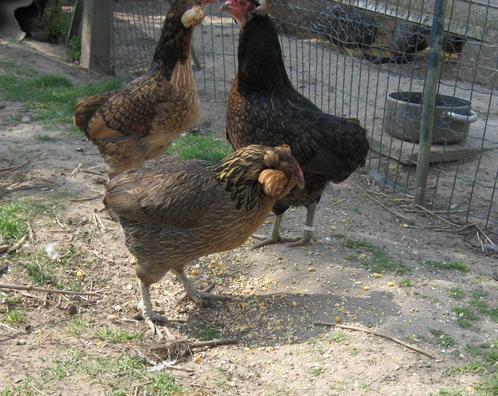 Broedeieren van zeldzame raskippen, Dieren en Toebehoren, Pluimvee