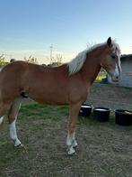 Mooie e pony te koop, Dieren en Toebehoren, Pony's, Ruin, 0 tot 2 jaar, Recreatiepony, Gechipt