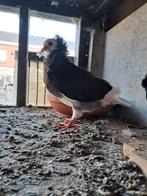 Kapazijn duiven, Dieren en Toebehoren, Vogels | Duiven