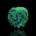 Goniopora sp green frag, Dieren en Toebehoren, Vissen | Aquariumvissen, Overige typen, Zoutwatervis